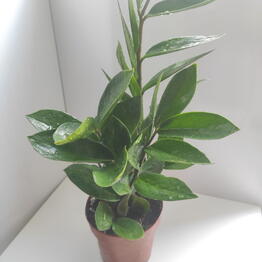 New Green