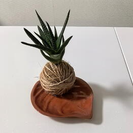 Florariumy «Neva»
