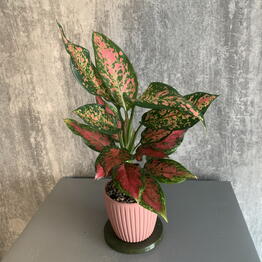 Mansarda Form&Flora