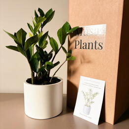 Musa Plants