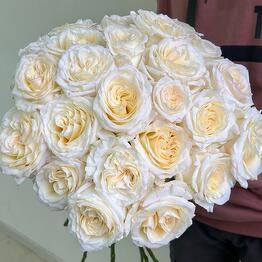 JASMIN