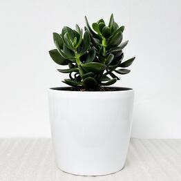 Pro Ficus