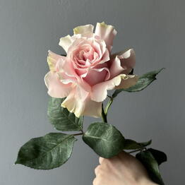 Tvoy Florist