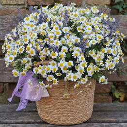 Art-Flower