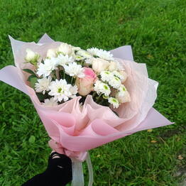 Dianthus 