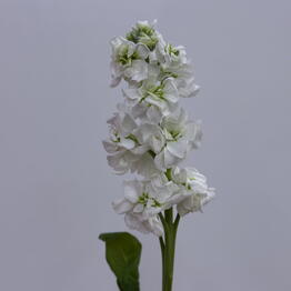 Edelda Flowers