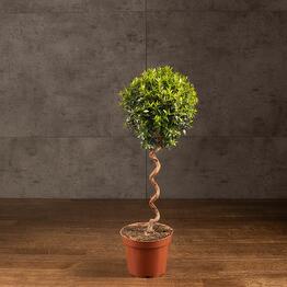 LuxuryPlants