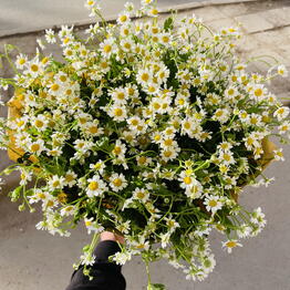 flower Gathina dostavka