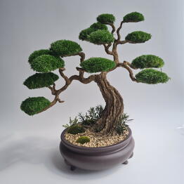 Nature Moss