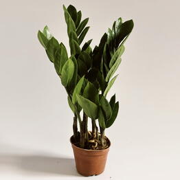 Plan Plants