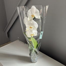 Liliumroom