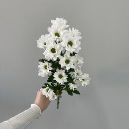Kseni Flowers