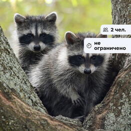 bonodono Krasnoyarsk