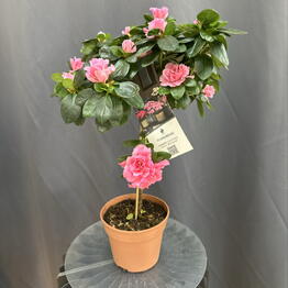 Sofi_flowers