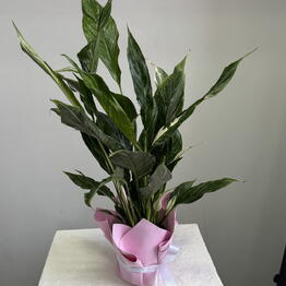 Fresh Flowers kzn
