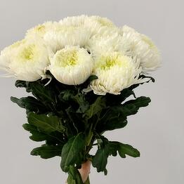 Cvetochka №1