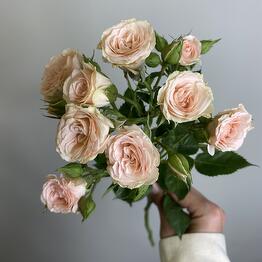 SHE WANTS FLOWERS