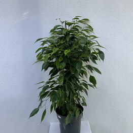 BB Flowers