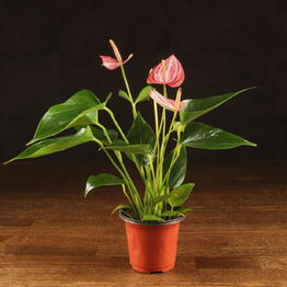 LuxuryPlants