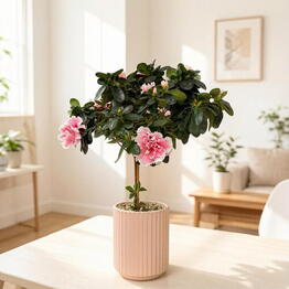 SUNFLOR