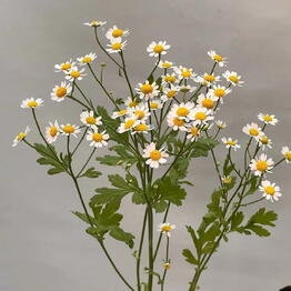 OK Flowers