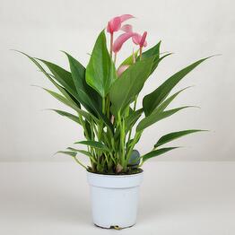 FloraManiya
