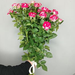 RoseHrise