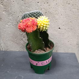 Florastation
