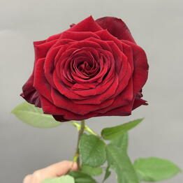 Nargiz_flora