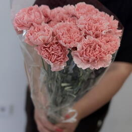 BLOOM ROOM OPT