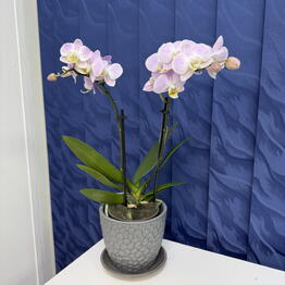 SUNFLOR