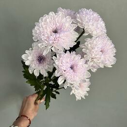 Fresh Buket
