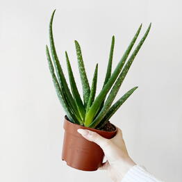 Leaf to live