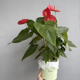  Success Flowers