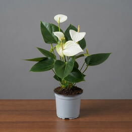 April_Plants
