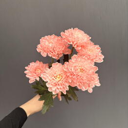 Viol botanical 