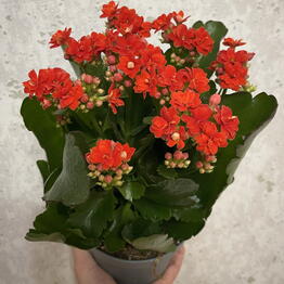 Verba&Sister Flowers
