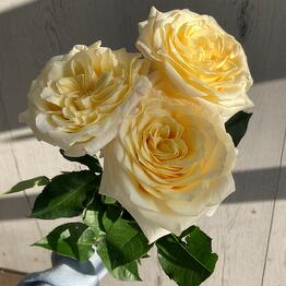 Madame de Fleur