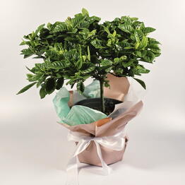 Plan Plants