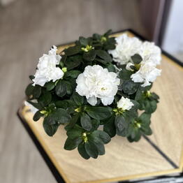 Almazova Flowers