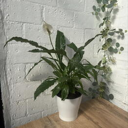 Plants of Tatiana Svetlakova