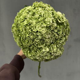 Botanee by