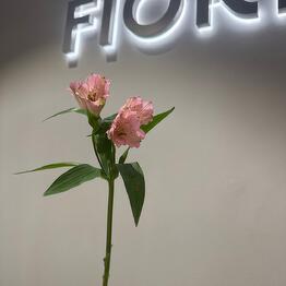 Fiore Lily spb