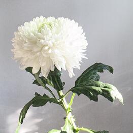 SilverSong Flowers
