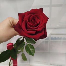 Loveflowerswow