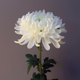 Glamely flowers