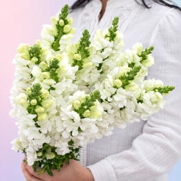 Krasnodarflora Opt