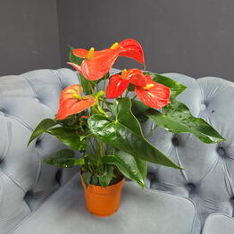 FlowersKris