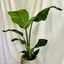 EDEM botanical studio