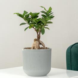 Geo Green